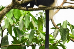 zziketropicalsafaris_colobus-monkey-in-Uganda