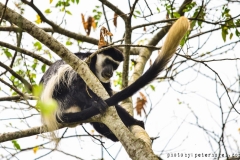 zziketropicalsafaris_colobus-monkeys-in-Africa