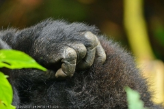 zziketropicalsafaris_baby gorilla in bwindi