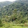 3 DAYS- BWINDI IMPENETRABLE NATIONAL PARK